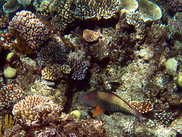 Parrotfish on Flynn Reef at Coral Gardens
