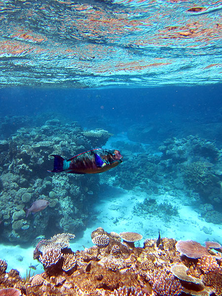 Snorkelling at Coral Gardens, Flynn Reef Cairns