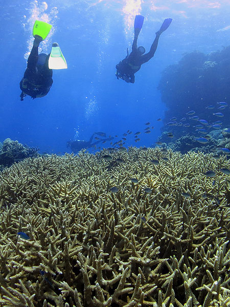 Scuba diving on Flynn Reef