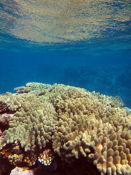 Snorkelling 'Traceys' at Flynn Reef