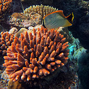 You will see Butterflyfish
