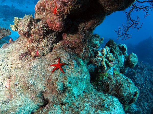 Flynn Reef - Great Barrier Reef