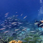 Schools of Great Barrier Reef Fish