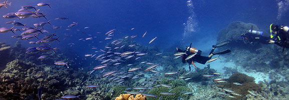 Schools of Great Barrier Reef Fish