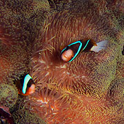 Anemonefish on the Reef