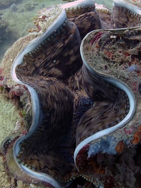 Giant Clam seen while diving