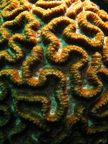 Lots of Corals