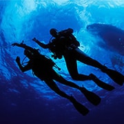 Night Dive Night Dive