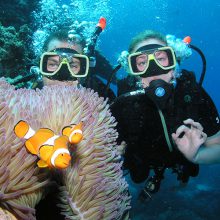 Scuba Divers with Anemone fish