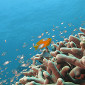 Chromis