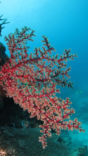 Soft Fan Corals