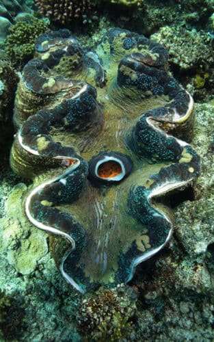 Giant Clam
