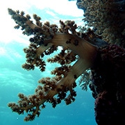Outer Reef Coral