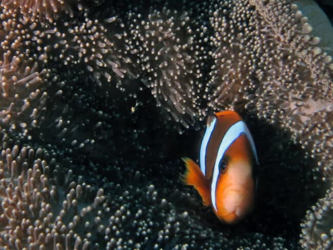 anenome-fish