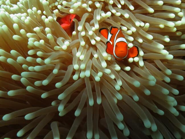 Nemo - 2nd Place Photo Comp