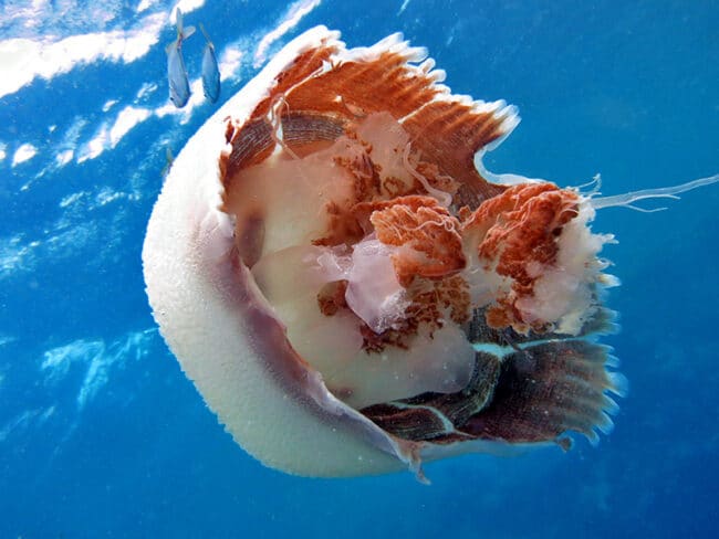 Jellyfish - 1st Place Photo Comp