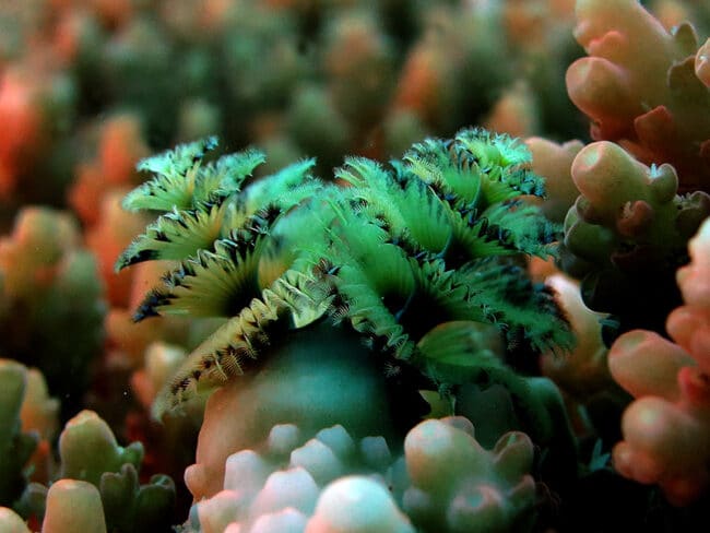 Christmas Tree Worm
