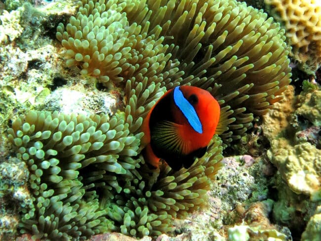 Anenome Fish