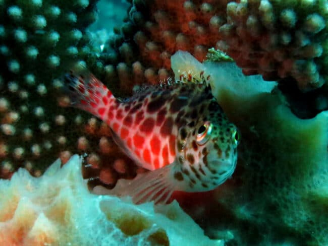 cool-fish