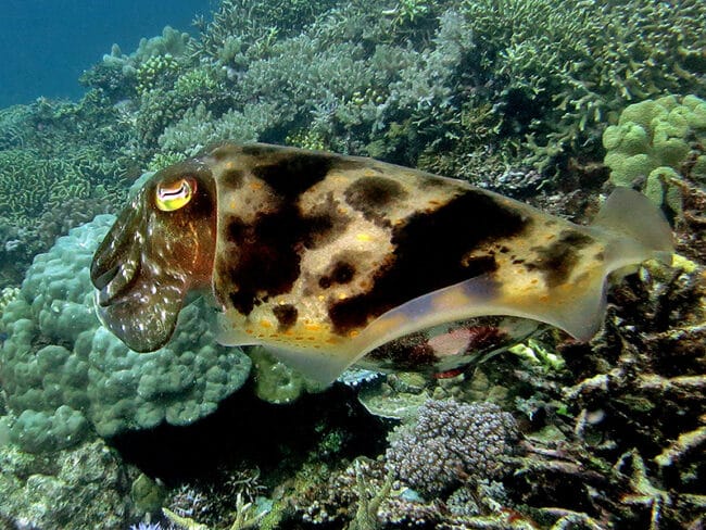 Cuttle Fish
