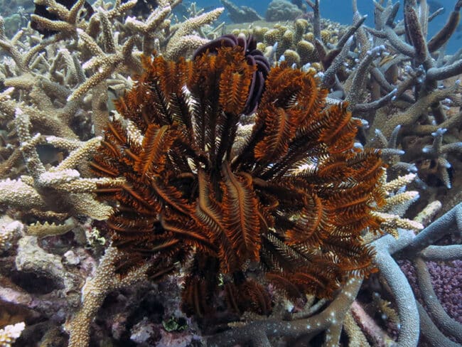 feather-star-1