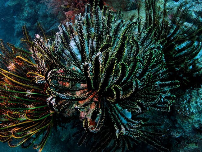 feather-star
