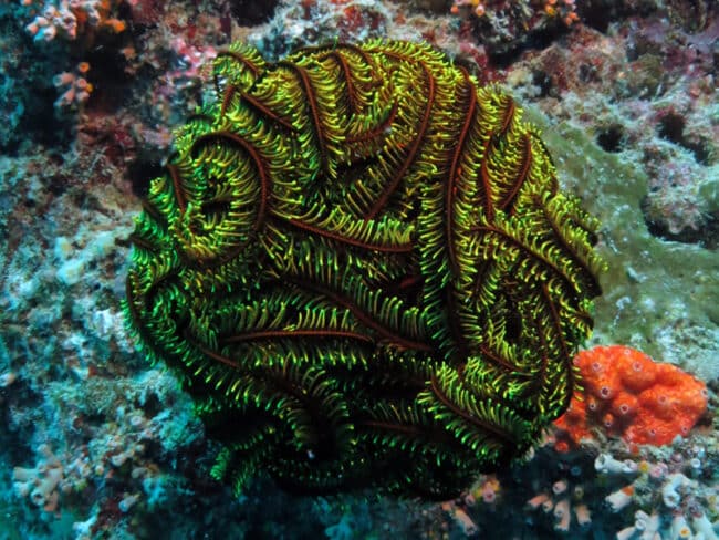 Feather Star