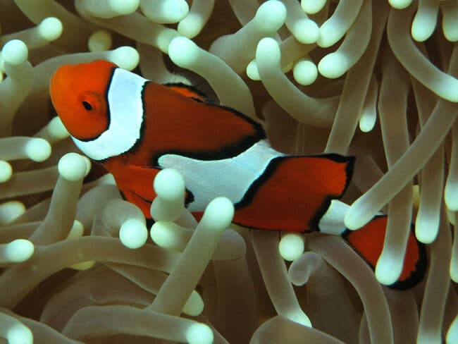 finding-nemo