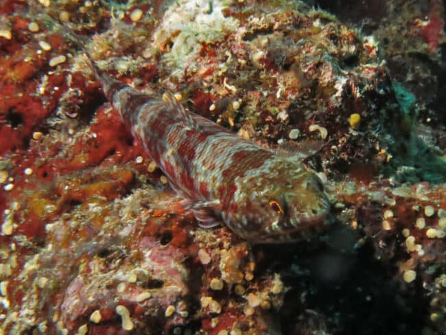 Lizard Fish