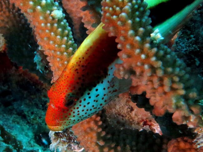 goby