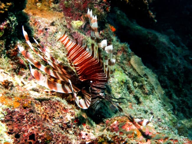 Lionfish