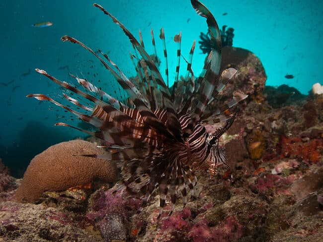 lionfish-pro