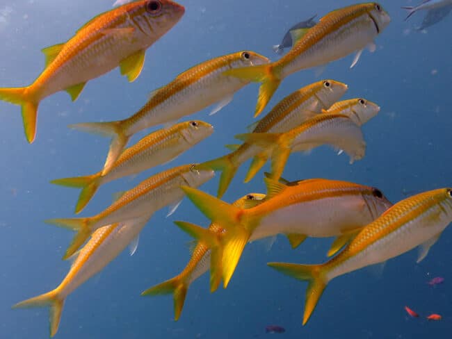 more-yellow-fish