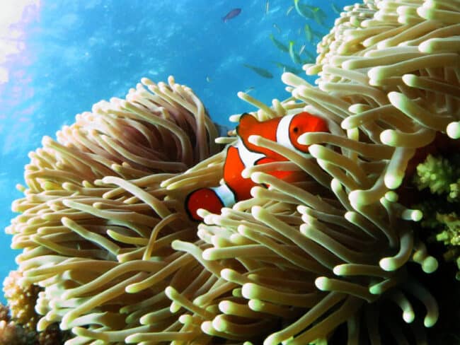 Nemo Again