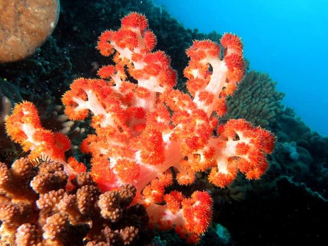 Soft Coral