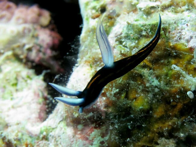 Tiny Nudibranch