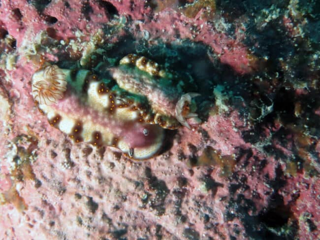 Nudi Action