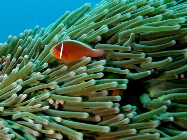 Pink Anemome Fish