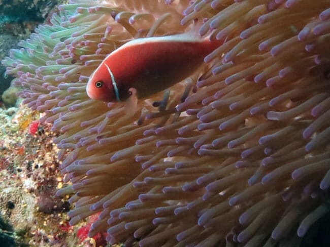 Pink Anenomefish