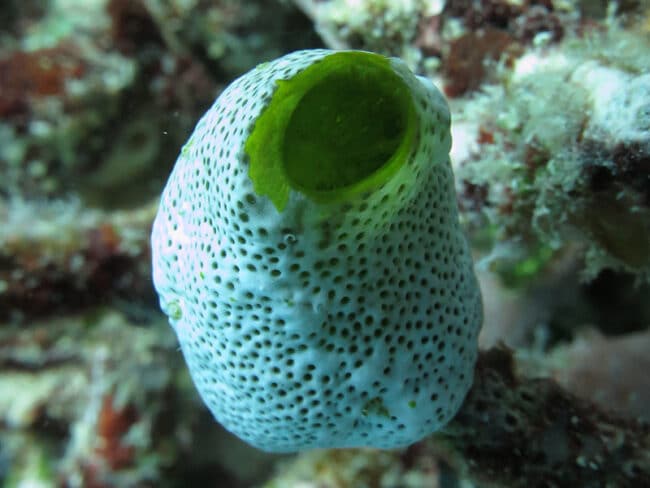 Sea Squirt