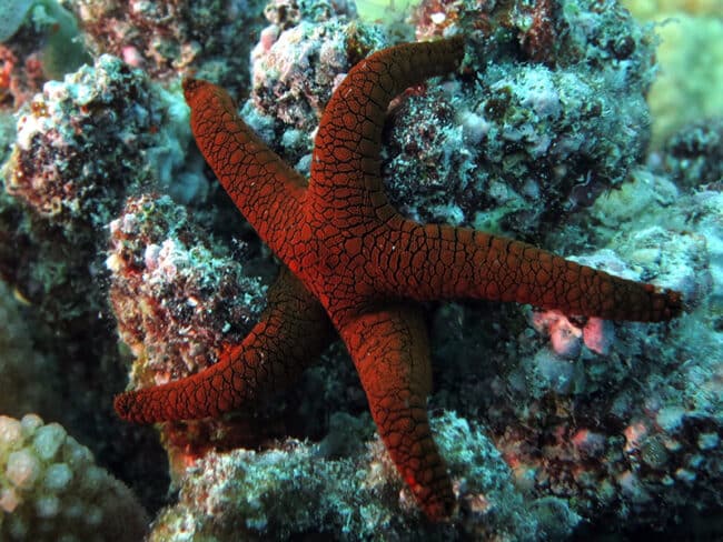Starfish