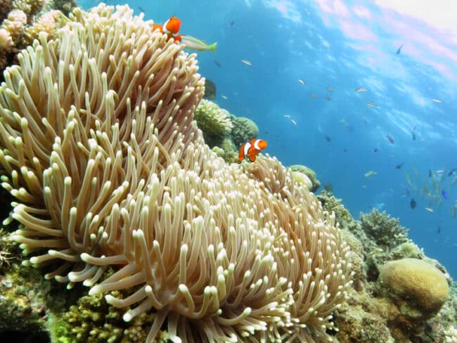Steve's Bommoe Clownfish