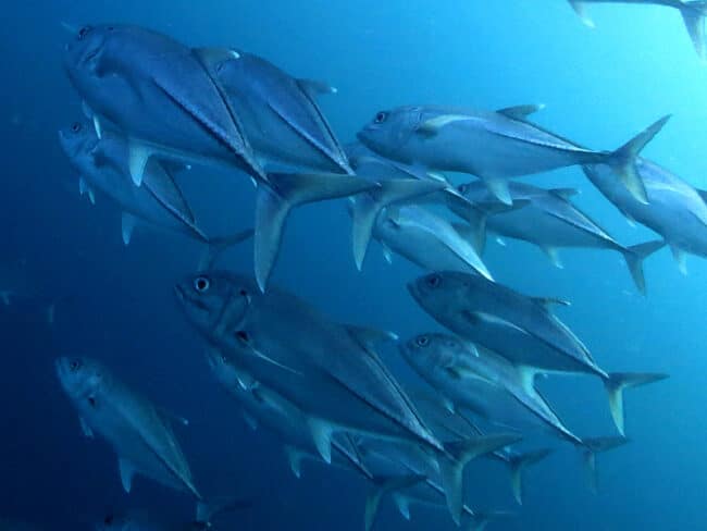 Trevally