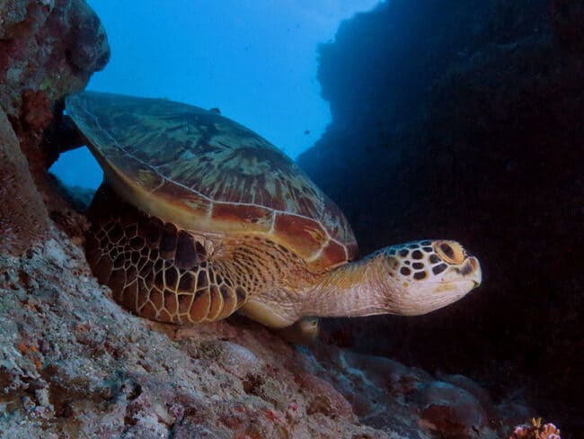 Turtle - Lighthouse Bommie