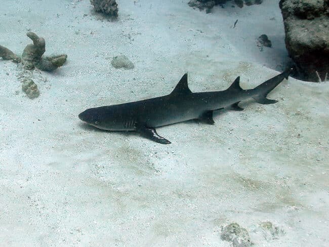 White Tip Reef Shark
