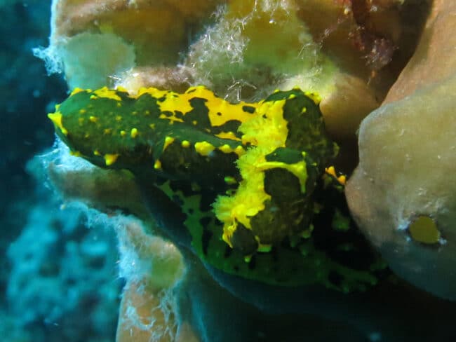 Nudibranch