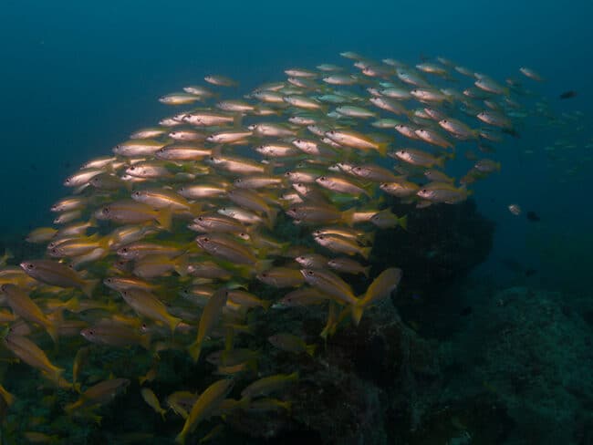 Yellow Snapper