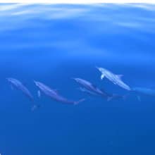 Dolphins-Beside-The-Boat