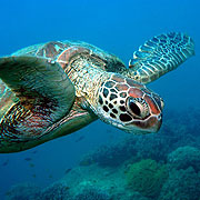 Sea Turtles