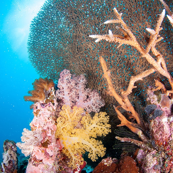 Beautiful Healthy Corals